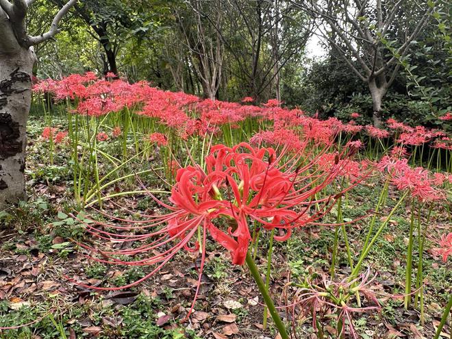 高温中的“花坚强”是谁？听听必一体育下载园林人怎么说(图1)