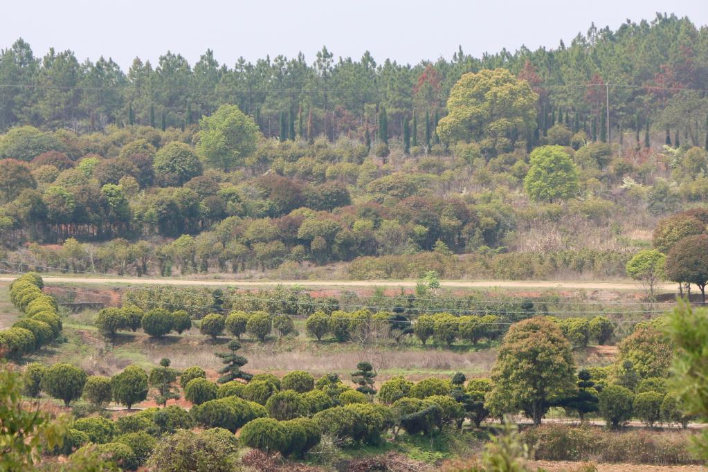 必一体育“种风景”的新农人｜“园林艺师”：卖苗又卖景(图1)