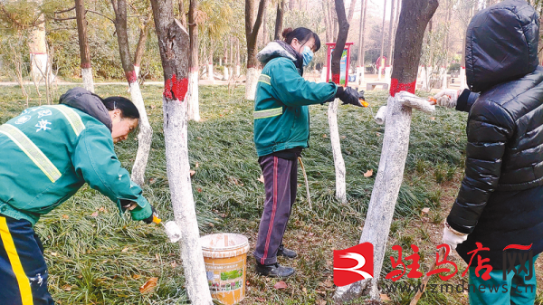 园林绿化养护好 苗木穿上“保暖衣”必一体育官网下载(图1)