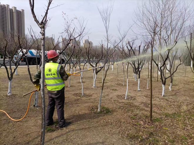 必一体育下载必一体育官网下载感知山东 烟台市园林建设养护中心积极开展春季病虫害防治工作(图1)