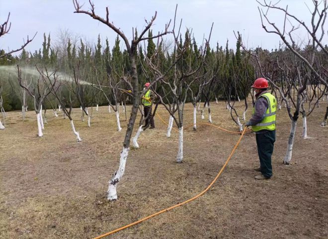 必一体育下载必一体育官网下载感知山东 烟台市园林建设养护中心积极开展春季病虫害防治工作(图3)